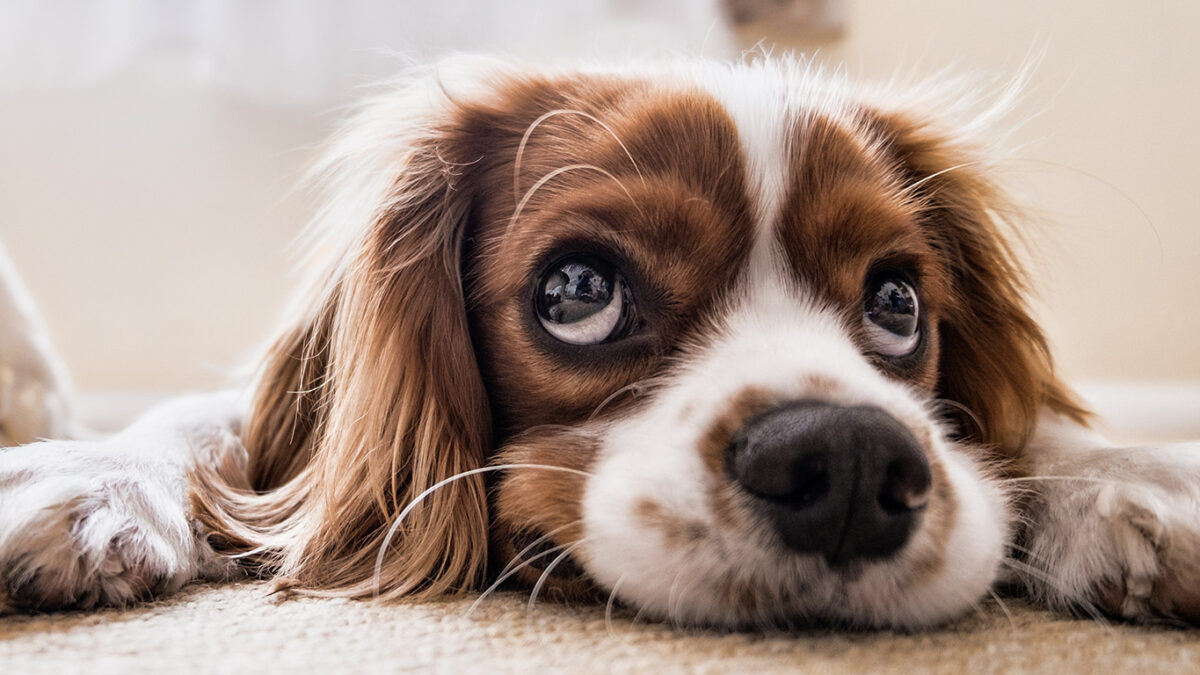 Hond die triest kijkt