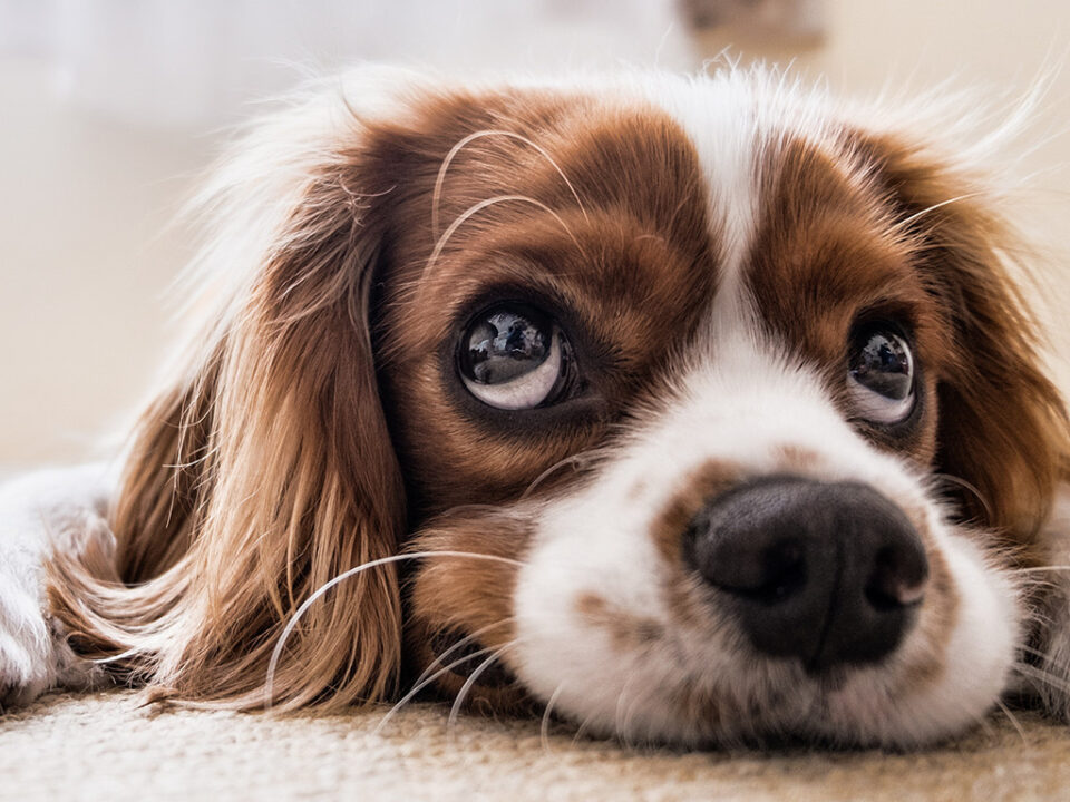 Hond die triest kijkt