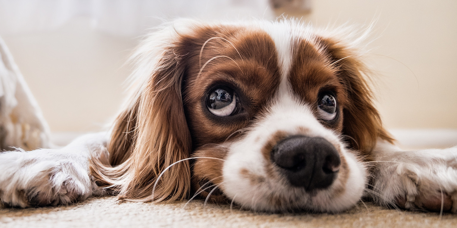 Chien au regard triste