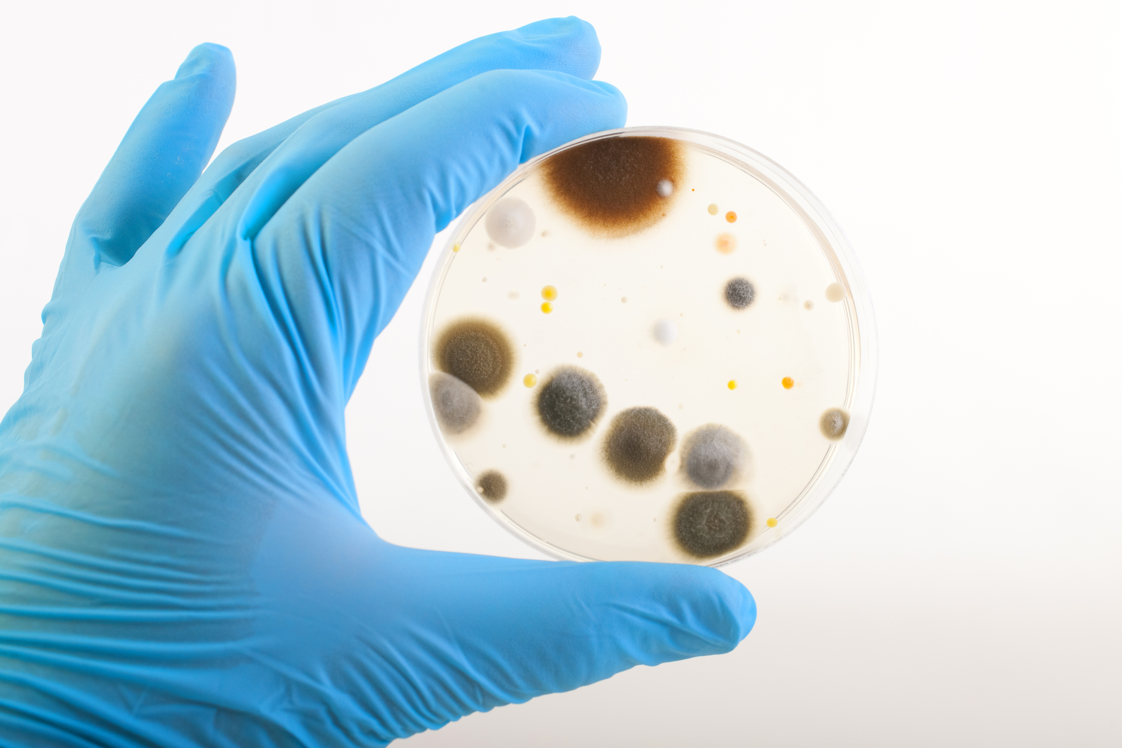 schimmelcultuur in petrischaal